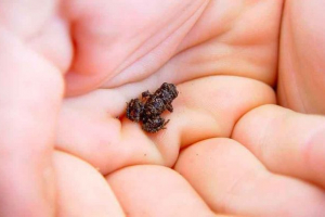 Koje su vrste životinja najmanja na zemlji - popis, karakteristike i fotografije